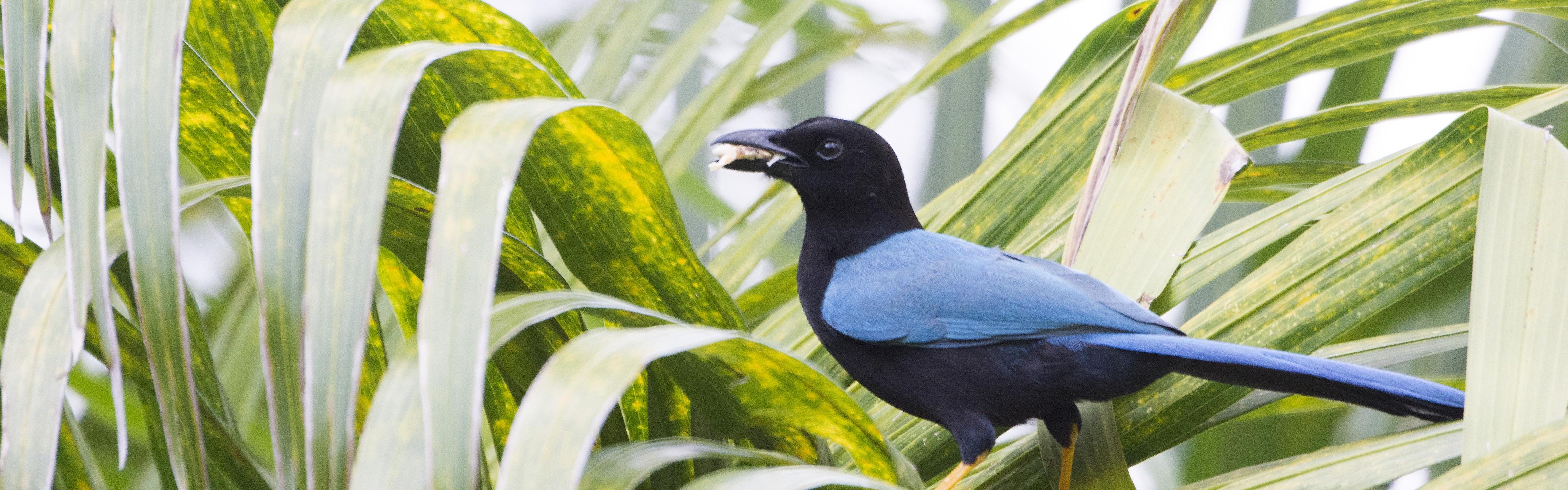 Vogelreis Mexico - Yucatan Jay - Jan Mulder