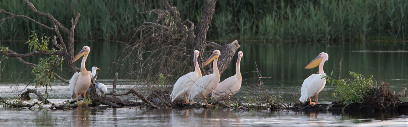 Roemenië - Donau Delta: Roze Pelikanen - Jos van den Berg