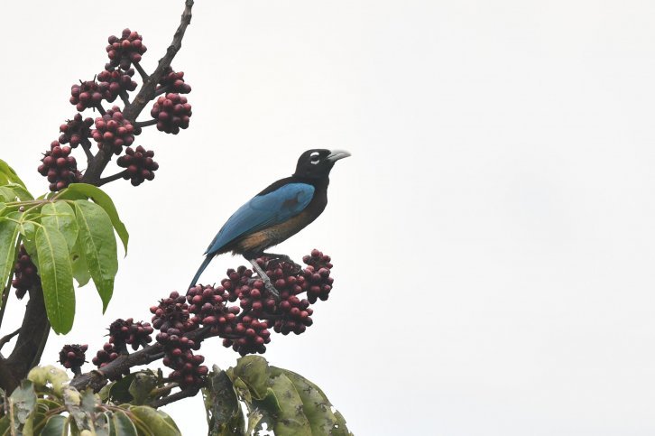 Blue Bird-of-paradise - Laurens Steijn Blue Bird-of-paradise - Laurens Steijn
