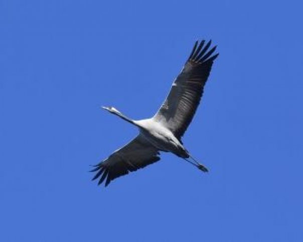 Kraanvogels in Diepholz