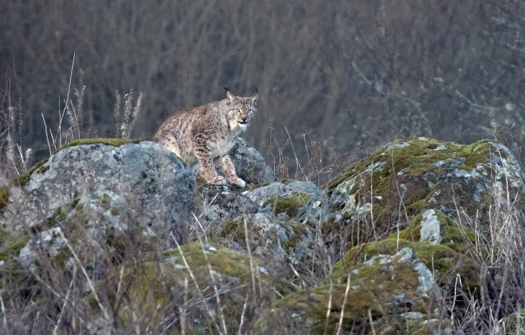 Lynx, Ronald Messemaker Lynx, Ronald Messemaker
