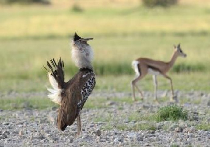 Rondreis Tanzania - Birdingbreaks.jpg