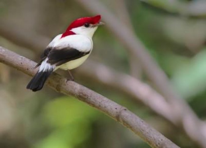 Vogelreis Noord-Oost Brazilië - Birdingbreaks.jpg