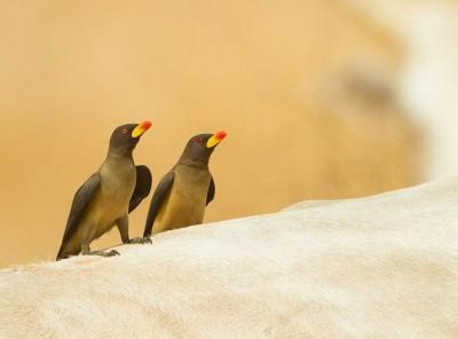 Gambia Fotoreis - Birdingbreaks.jpg