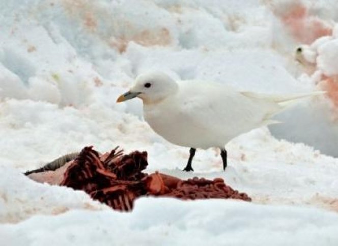 Spitsbergen Rondom