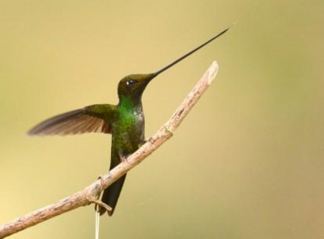 Vogelreis Ecuador