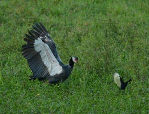 Vogelreis Colombia.jpg