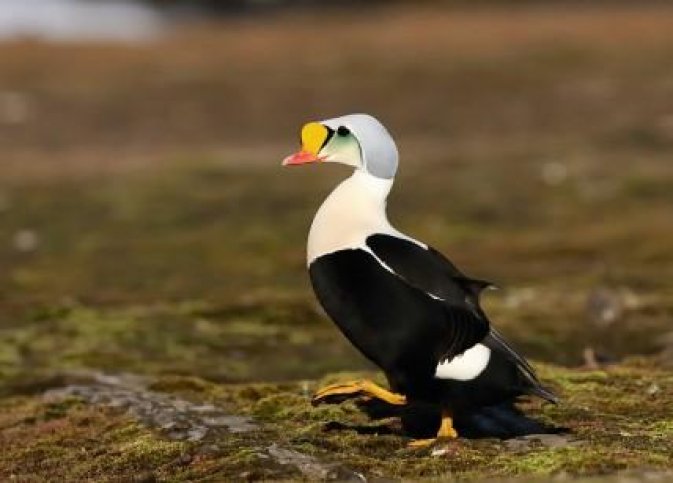 Spitsbergen Fotoreis