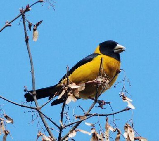 Vogelreis Noordoost India