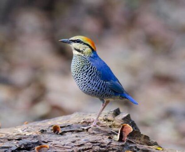 Vogelreis Thailand