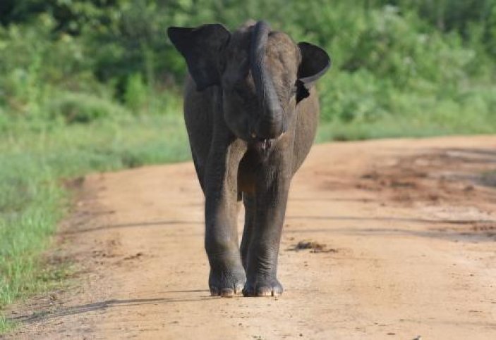 Aziatische Olifant, Uduwalawa,Sri Lanka,LS.jpeg