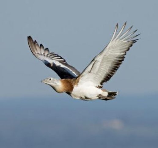 Vogelreis Spanje - Extremadura ism BirdingHolland