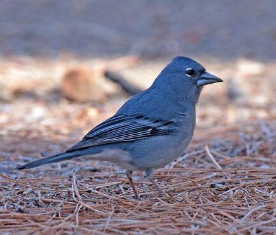 Blauwe Vink Tenerife