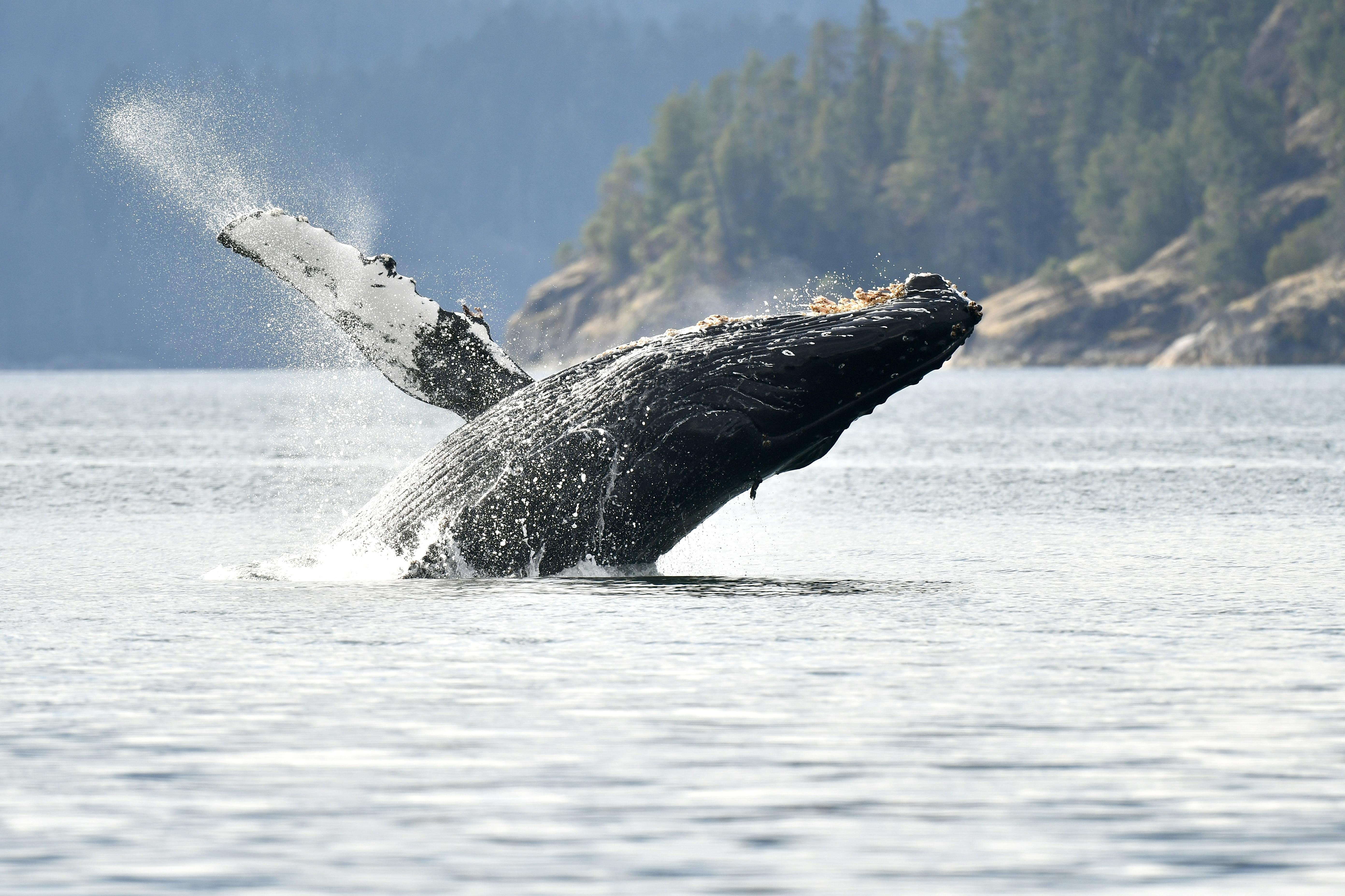 Bultrug bij Vancouver Island, Laurens Steijn