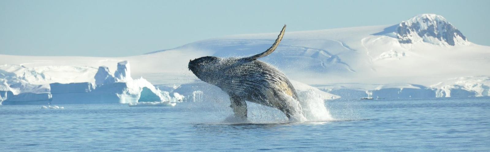 Humpback Whale breaching - Antarctica