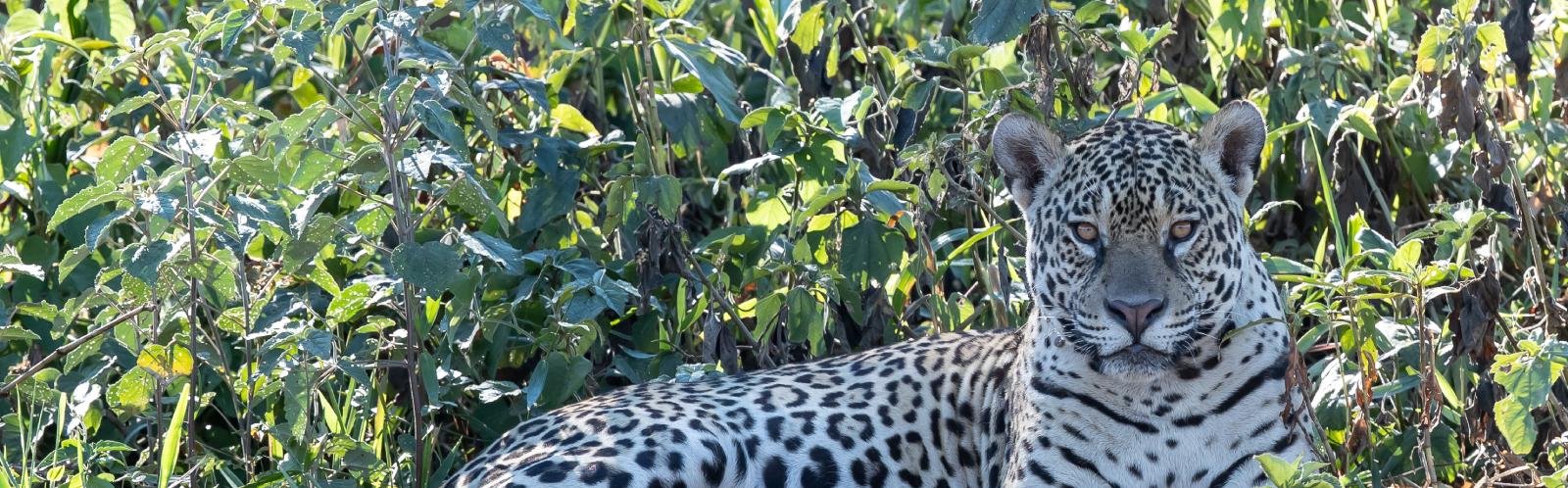 Jaguar in Pantanal, Brazilië - Jos v.d. Berg