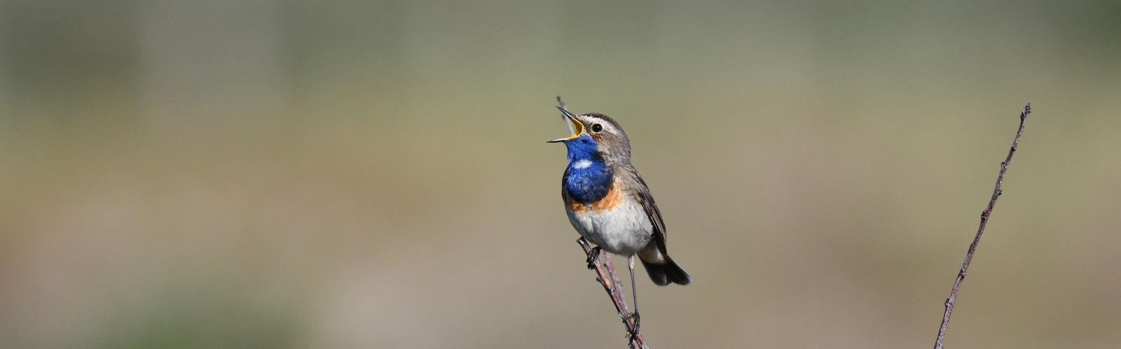 Blauwborst, Texel, 26 mei 2020, LS