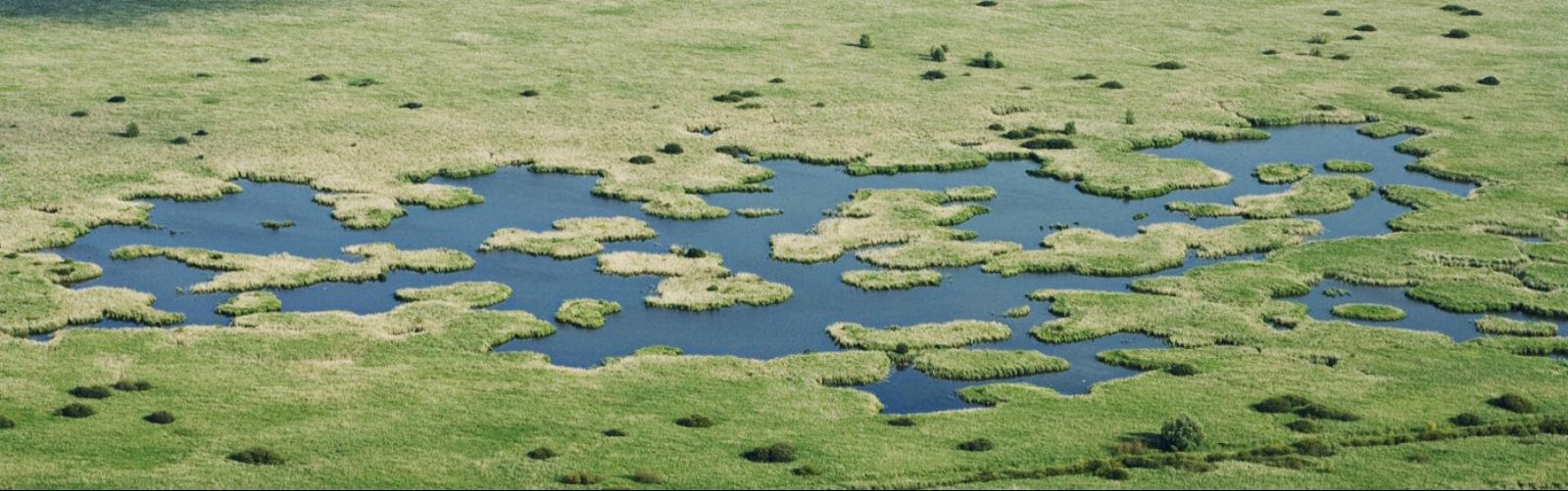 AGAMI Oostvaardersplassen Flevopolder Netherlands Marc Guyt 200907MGU_9603