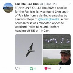 Franklins meeuw op Fair Isle