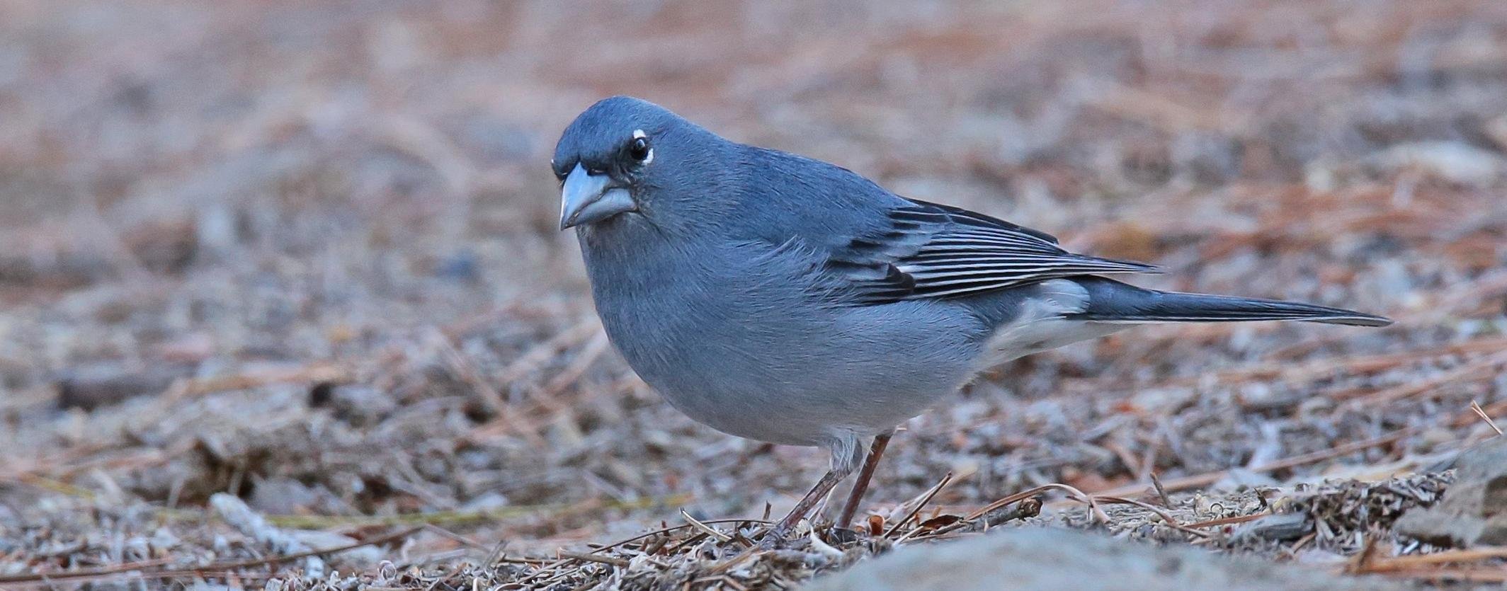 Blauwe Vink - Tenerife - Nils van Duivendijk