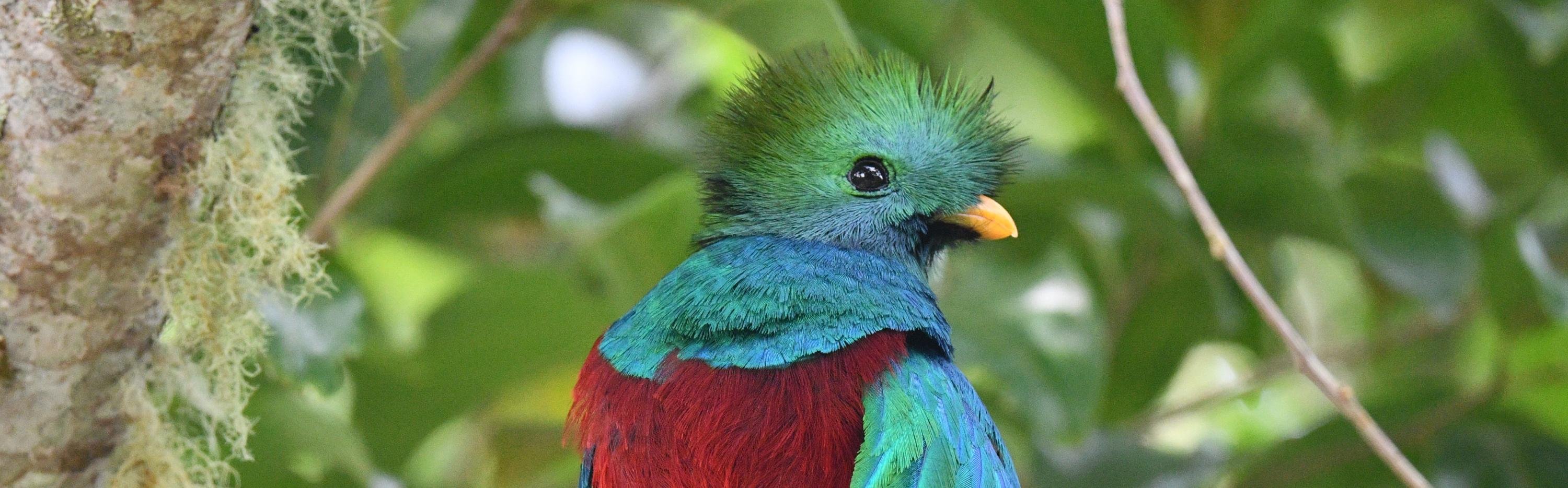 Resplendent Quetzal