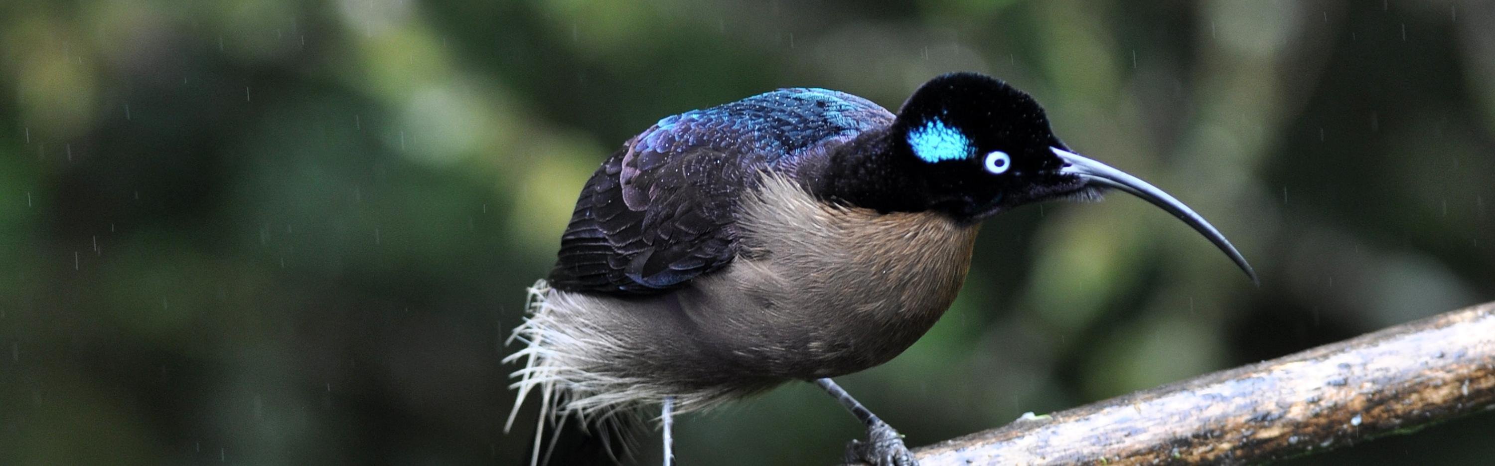 Brown Sicklebill - Laurens Steijn